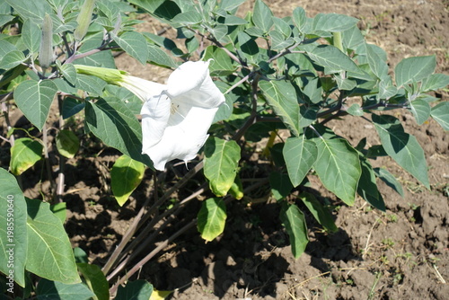 Tubular white flower of Datura innoxia in July