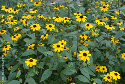Plentitude of yellow flowers of Rudbeckia triloba in August