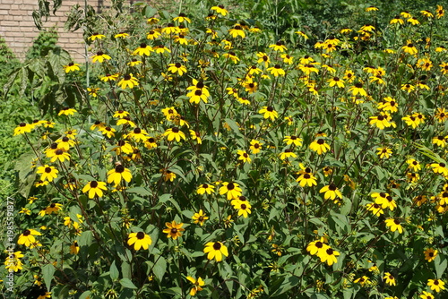 Plentiful yellow flowers of Rudbeckia triloba in August