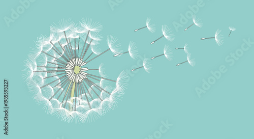 Dandelion seed head shedding seeds in the wind illustration on blue background conceptual illustration of fragility and dispersal