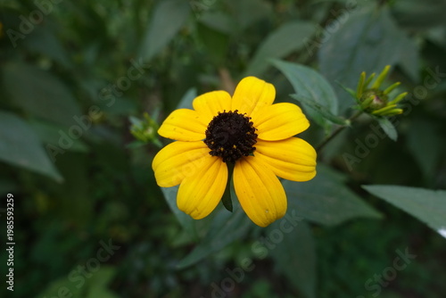 Single yellow flower of Rudbeckia triloba in mid August