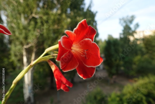 Vermilion red flowers with white edging of Gladiolus Atom in August