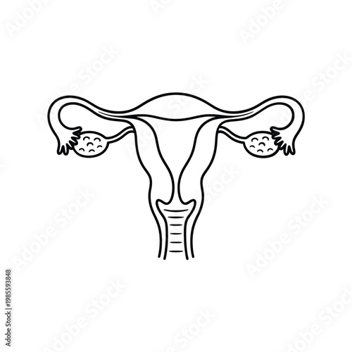 Line art illustration of a female uterus and ovaries anatomical drawing