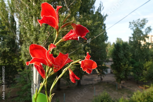 Vermilion red flowers with white edging of Gladiolus Atom in August