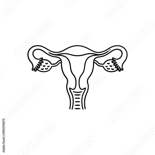 Line drawing depicting a female uterus and fallopian tubes anatomy
