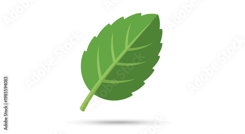 Fresh green mint leaf vector illustration on white background; vibrant herb graphic for culinary ingredient; isolated design element