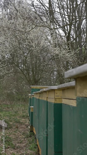 Beehives in mid-April apiary with blooming trees background, spring, Poland.