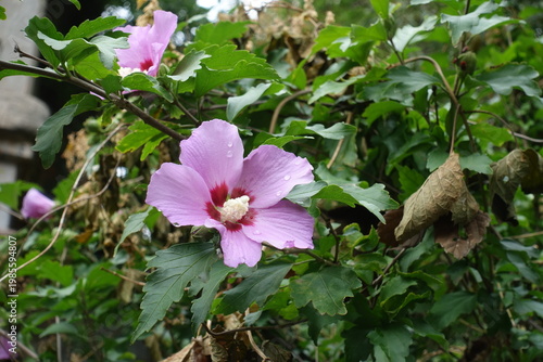 Water drops on two pink flowers of Hibiscus syriacus in August