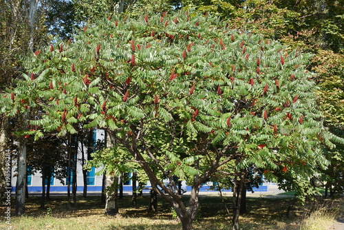 Maroon red fruits in green leafage of Rhus typhina in mid September
