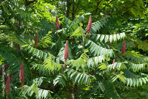 Ripening fruits in the leafage of Rhus typhina in June