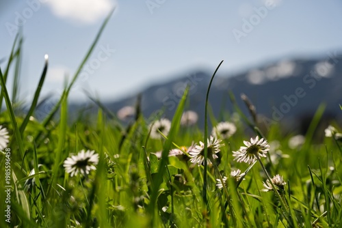 Close-up of Yellow Daffodil Blooming in Spring Sunlight, Wild Narcissus Flower in Alpine Meadow, Easter Nature Background, Allgaeu Alps, Southern Germany