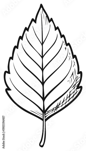 Single leaf drawing with central vein and jagged edge for design or illustration, simple outline graphic, plant part