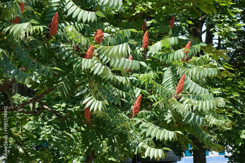 Several red fruits in green leafage of Rhus typhina in July