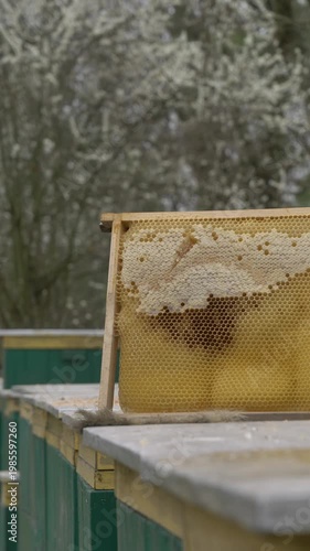 Honey frame on hive lid in April spring, blooming trees background, apiary.
