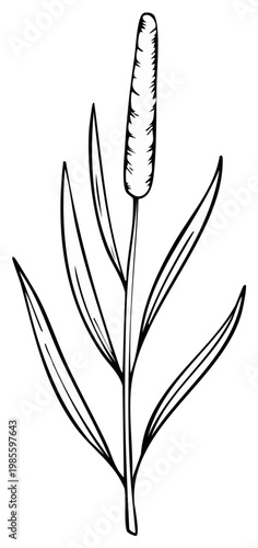 Ink drawing of a cattail plant with long slender leaves