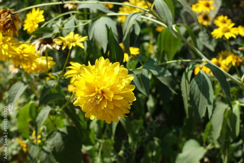 Rudbeckia laciniata Goldquelle with yellow flowers in August
