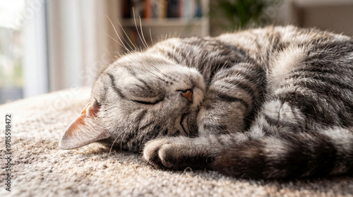 Obraz na płótnie Adorable gray tabby cat deeply asleep and curled up on a soft textured carpet, basking in a warm sunbeam indoors