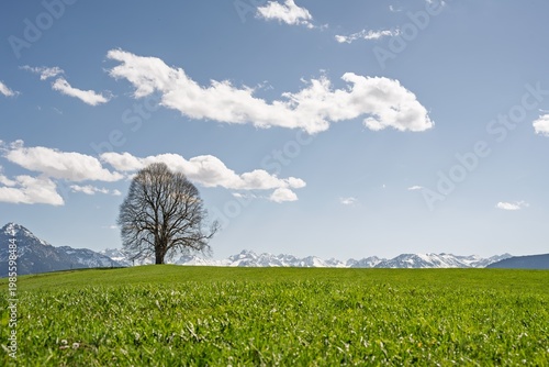Solitary Tree on Green Hill with Panoramic View of Snow-Capped Allgaeu Alps and Oberstdorf Mountains, Scenic Spring Landscape under Blue Sky, Bavaria, Germany