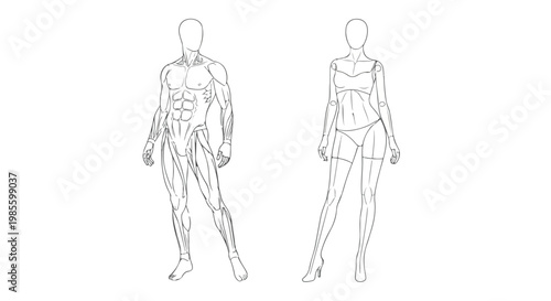 Male and Female Human Anatomy Figure Line Art Vector