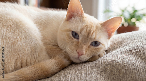 Canvas-taulu Beautiful flame point cat with striking blue eyes relaxing comfortably on a soft sofa in a home setting