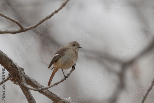 枝に止まるジョウビタキの雌