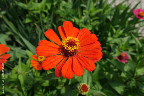 Bright red flower of single Zinnia elegans in July