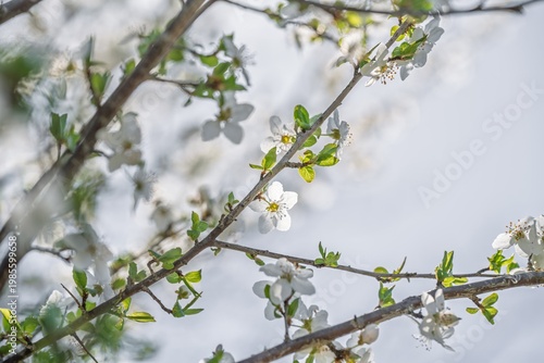 Delicate White Fruit Tree Blossoms Blooming in Spring Sunlight, Fresh Cherry or Apple Flowers on Branches Against Bright Sky, Soft Nature Background, Allgaeu