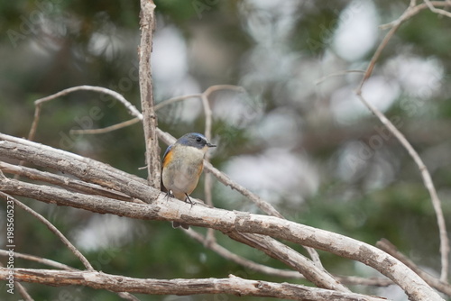 枝に止まるルリビタキ