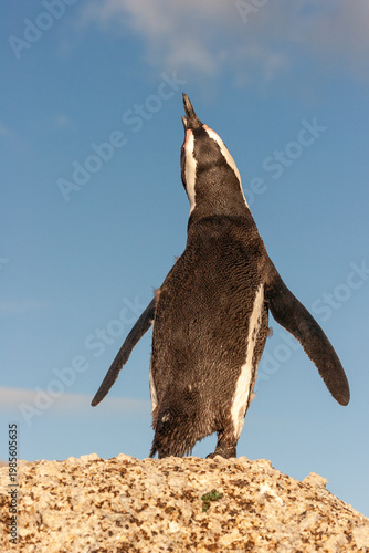 African penguin (Spheniscus demersus) calling on a rock, South Africa.