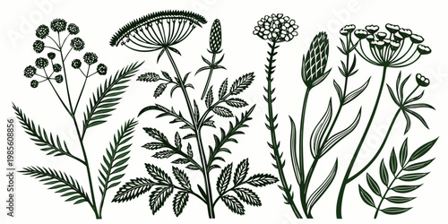 Hand drawn botanical sketches of meadow wildflowers and herbs, vector