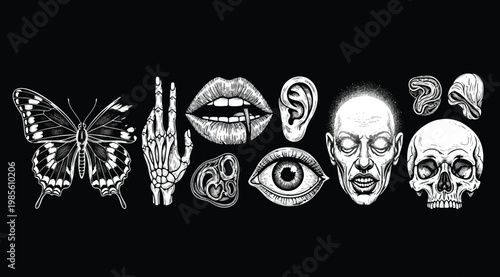 Set of hand drawn anatomical elements including butterfly, skeleton hand, lips, ear, eye, human face and skull
