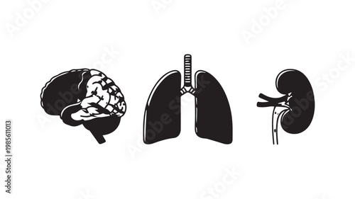 Human Brain and Organs Illustration