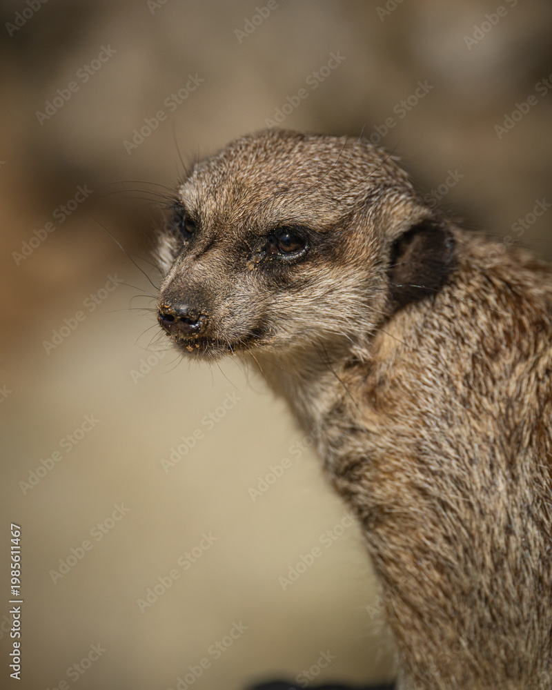 Fototapeta premium Cute Meerkat Sitting on Rock Looking Alert - Suricata suricatta Wildlife Portrait