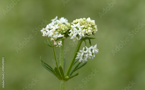 White bedstraw or upright hedge bedstraw (Galium album) in spring