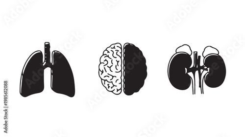 Human organs silhouette lungs brain kidneys