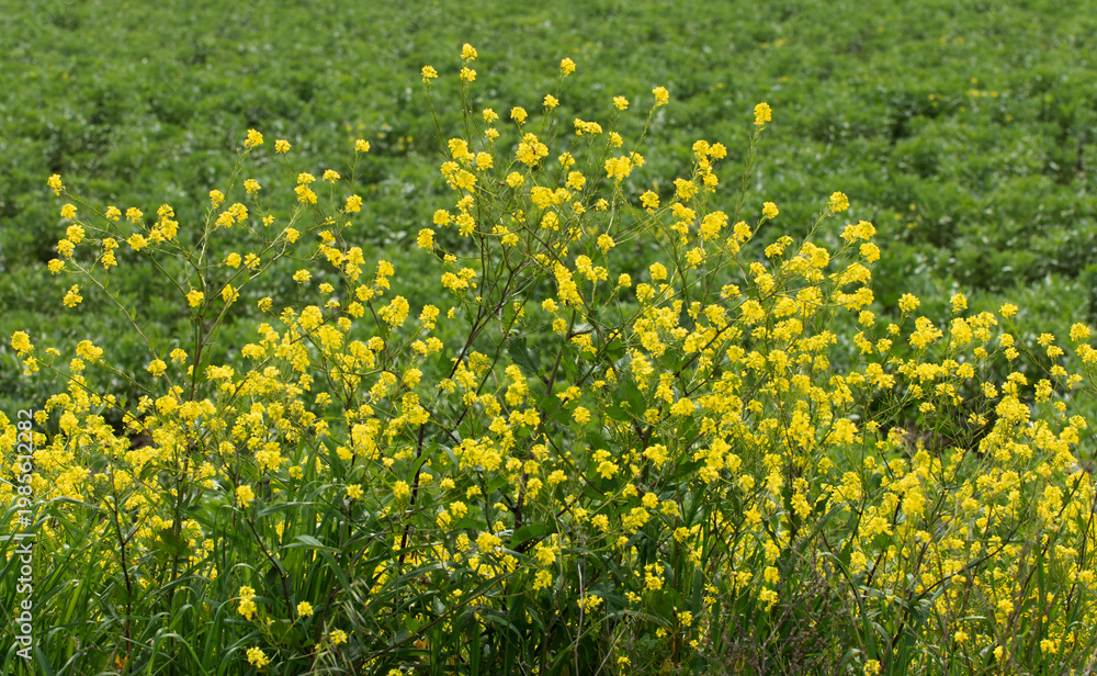 Fototapeta premium Wild mustard (Sinapis arvensis) by the edge of a crop field in Mediterranean nature in spring
