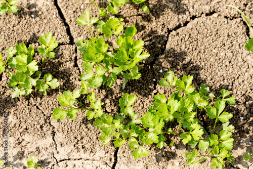 Young parsley plants growing in dry, cracked soil in a garden