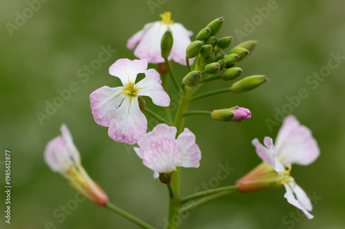 Flowers of Radish (Raphanus sativus), delicate, four-petaled flowers that are typically white or pale lavender with distinct purple veining