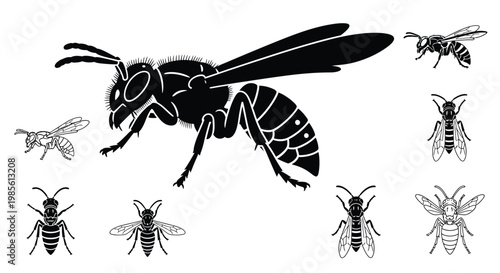 Black and white illustration of various wasp and bee species