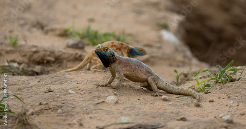 Tableau sur toile a male and a female common ground agama