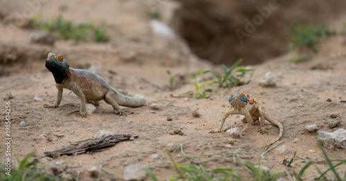 Tableau sur toile a male and a female common ground agama