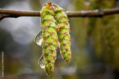 Männliche Blütenstände der Gemeinen Hainbuche (Carpinus betulus) in Nahaufnahme mit Wassertropfen
