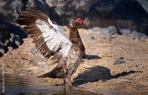 Warzenente (Cairina moschata) Seitenansicht mit den Flügeln schlagend, steht aufrecht am Wasserrand vor Vulkangestein - Barranco de los Molinos, Fuerteventura