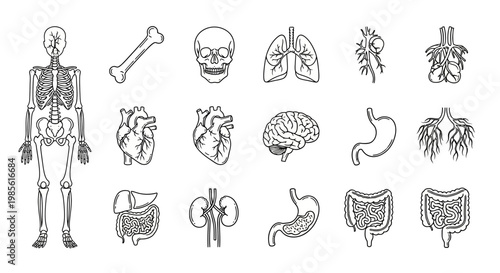 Human Anatomy Icons: Skeleton, Organs, Skull, Lungs, Heart, Brain, Stomach, Kidneys