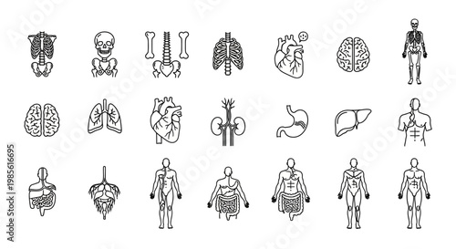 Human Anatomy Icons Set: Skeleton, Organs, Brain, Heart, Lungs, Kidneys, Stomach, Liver
