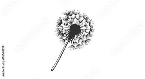 Dandelion Seed Head Close Up Illustration.