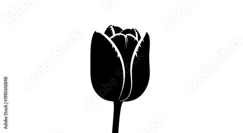 Foto Black Tulip Silhouette with White Highlights.