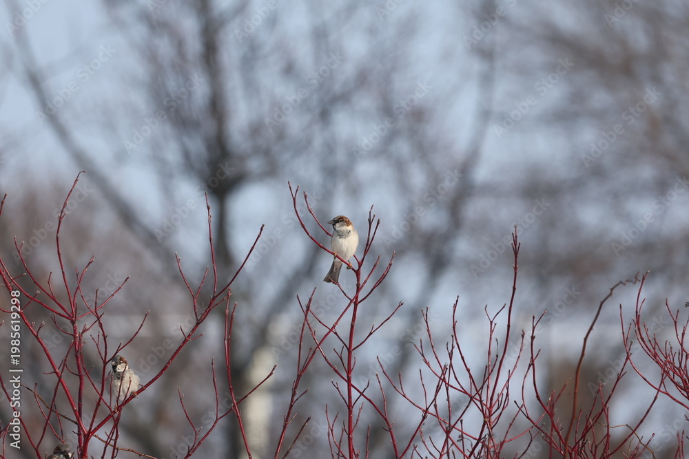Fototapeta premium House sparrow resting on vivid red winter dogwood branches in cold season light, shallow depth of field, urban wildlife scene.