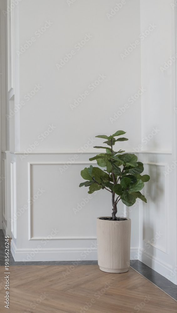Fototapeta premium plant in the conner with white wall design interior room space background