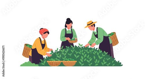 Women Harvesting Green Leafy Vegetables in a Field